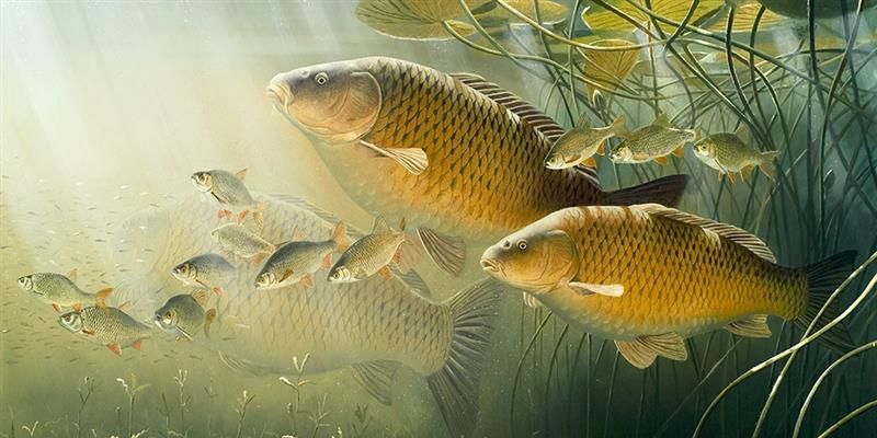 Cá trong mơ tượng trưng cho tài lộc